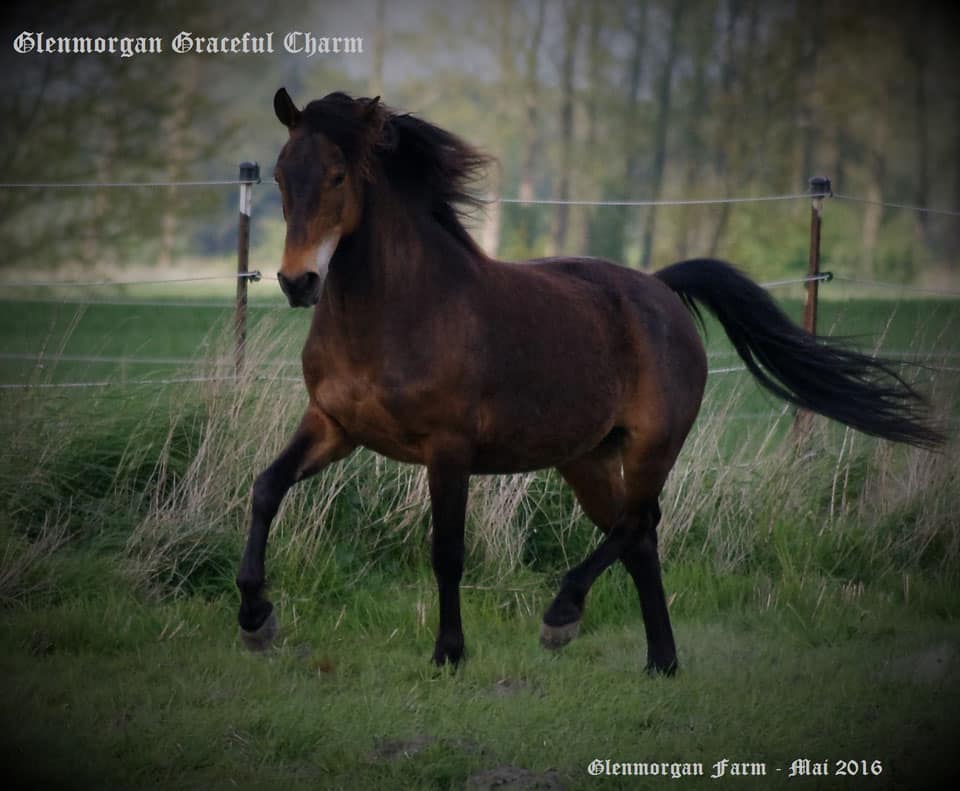 Glenmorgan Farm - Morgan Horses